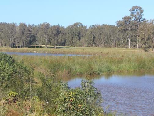 Ecological Rehabilitation Winner - Evolve Environmental Solutions - Gainsborough Greens Wetland Precinct 4, Pimpama