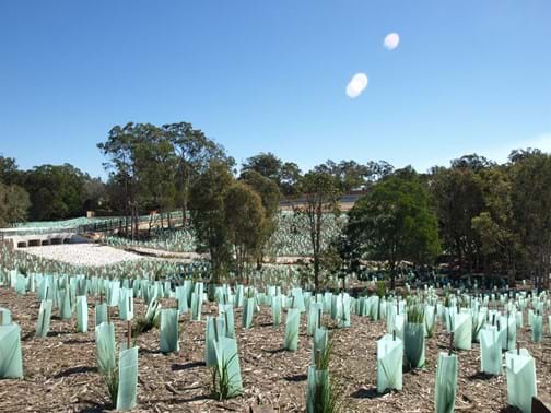 Ecological Rehabilitation Highly Commended - Interface Landscape - Muller Street, Redland Bay