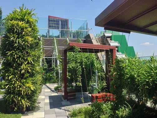 Million Dollar Plus - Landscape Solutions (Qld) - Lady Cilento Children's Hospital, South Brisbane