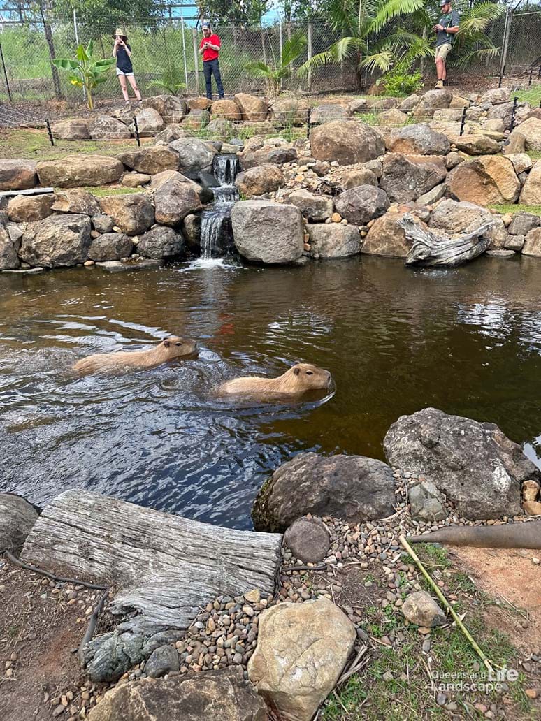 LQ On-Site: Transforming Wildlife: A Collaboration with Aquascape Australia & Wildlife HQ Zoo