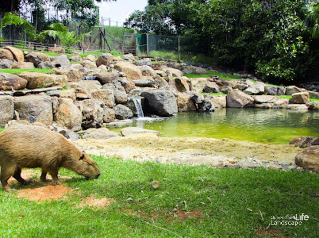 LQ On-Site: Transforming Wildlife: A Collaboration with Aquascape Australia & Wildlife HQ Zoo