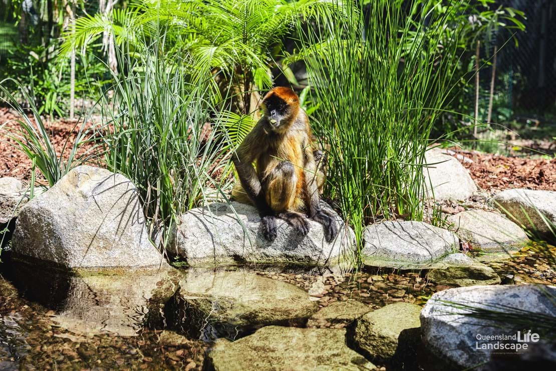 LQ On-Site: Transforming Wildlife: A Collaboration with Aquascape Australia & Wildlife HQ Zoo