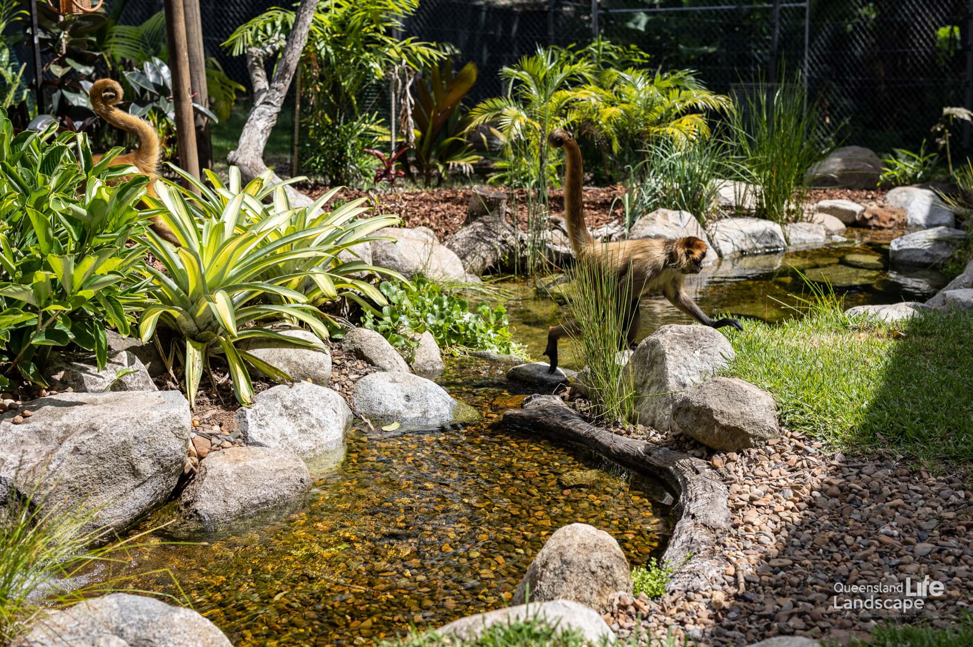 LQ On-Site: Transforming Wildlife: A Collaboration with Aquascape Australia & Wildlife HQ Zoo