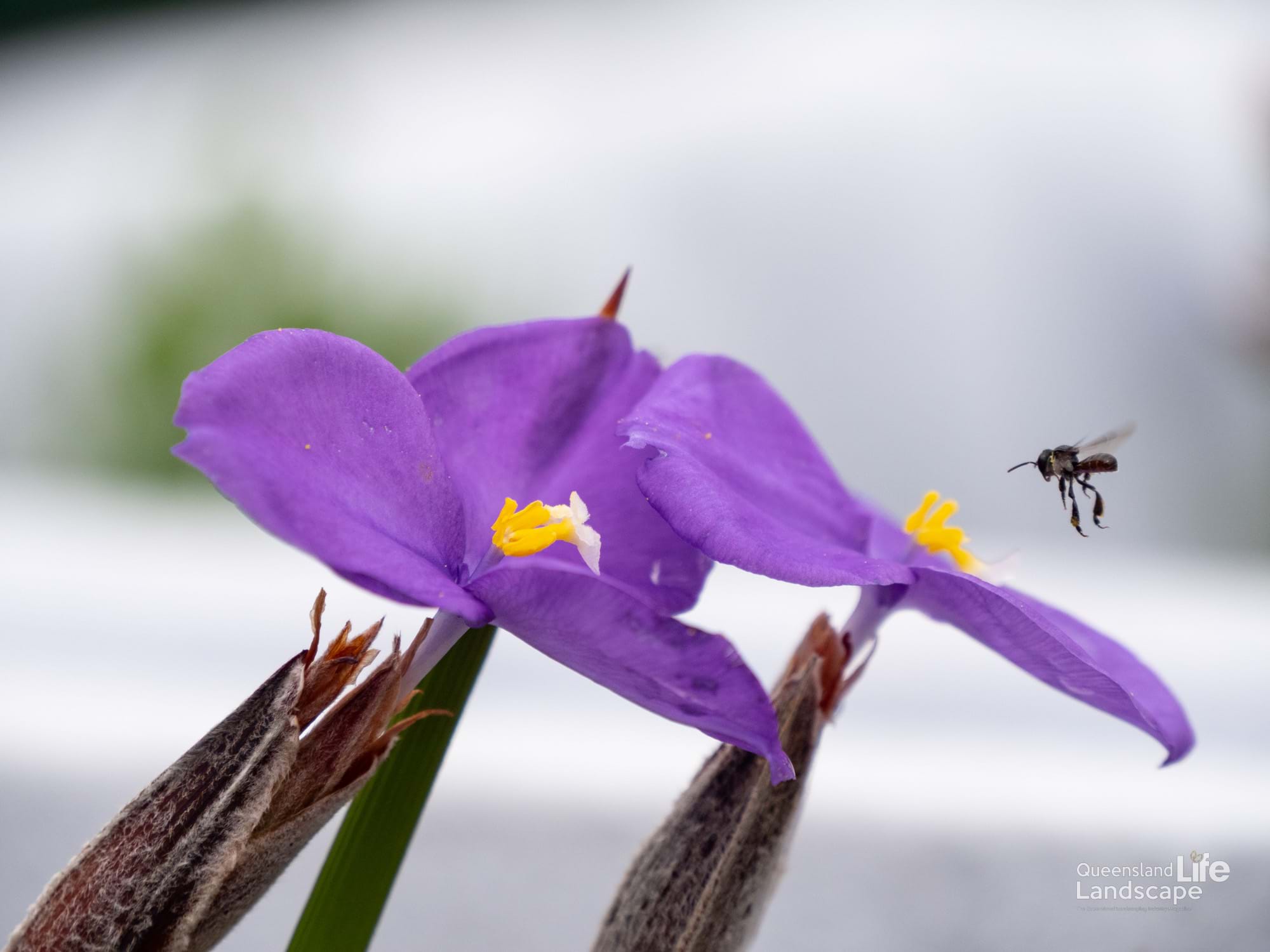 LQ On-Site: Biophilia - How does it involve landscapers?