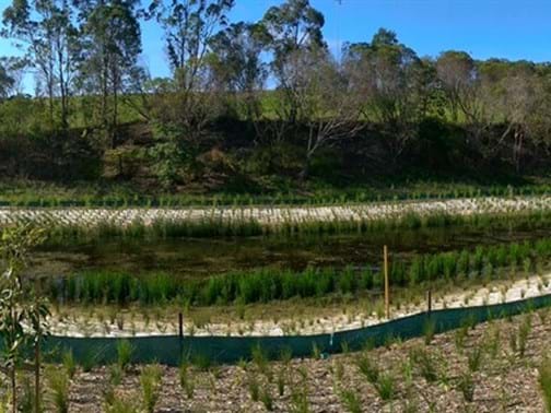 Ecological Rehabilitation - Highly Commended - Naturform P/L - Stormwater Harvesting Project, Whites Hill